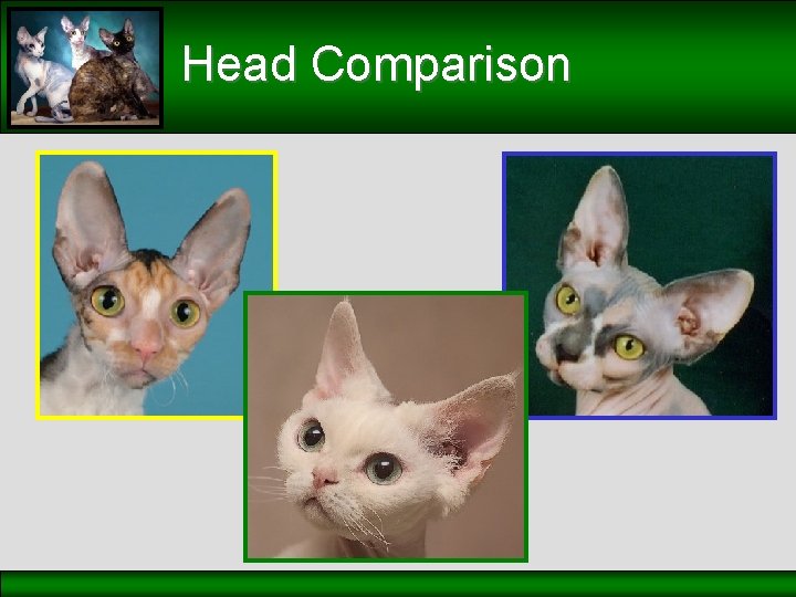Head Comparison 