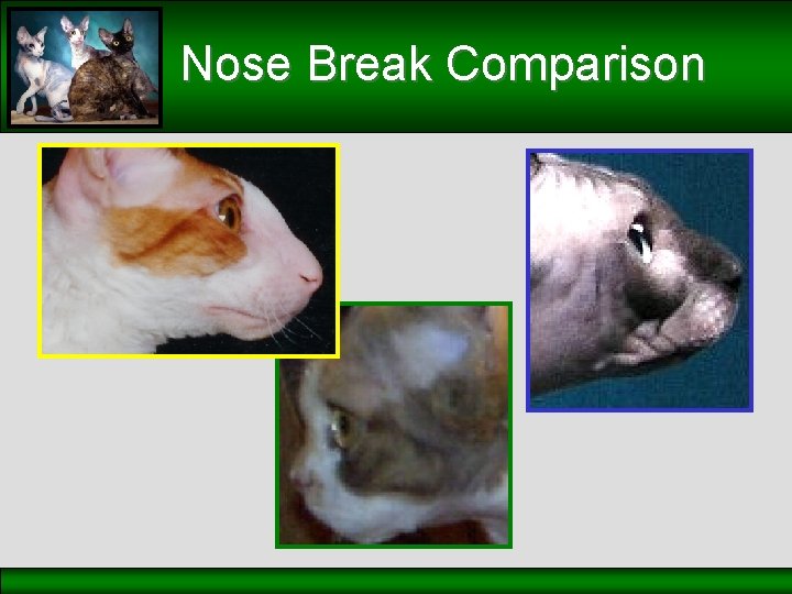 Nose Break Comparison 