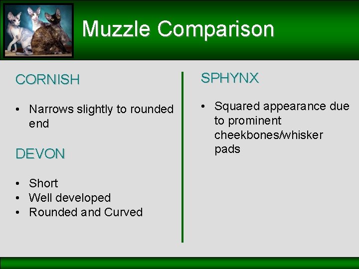 Muzzle Comparison CORNISH SPHYNX • Narrows slightly to rounded end • Squared appearance due