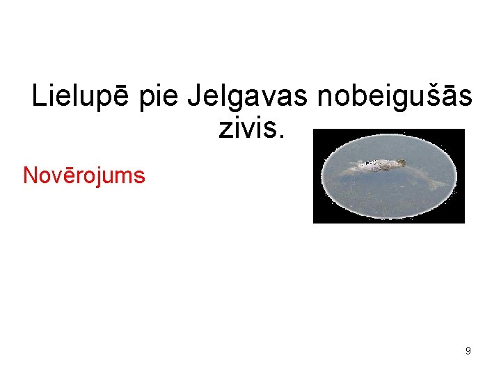 Lielupē pie Jelgavas nobeigušās zivis. Novērojums 9 