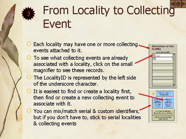 3 From Locality to Collecting Event Each locality may have one or more collecting