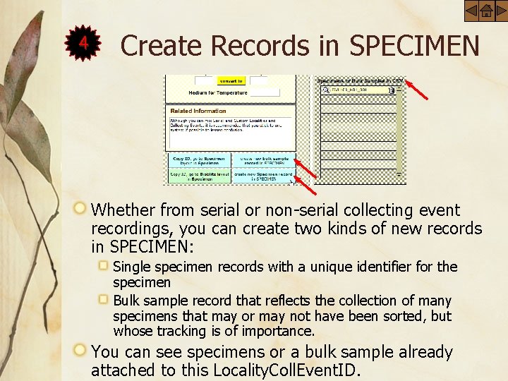 4 Create Records in SPECIMEN Whether from serial or non-serial collecting event recordings, you