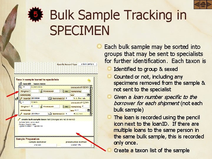 5 Bulk Sample Tracking in SPECIMEN Each bulk sample may be sorted into groups