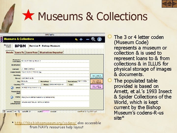 Museums & Collections * http: //hbs. bishopmuseum. org/codens/ also accessible from NAV’s resources help