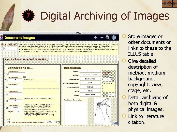 7 Digital Archiving of Images Store images or other documents or links to these
