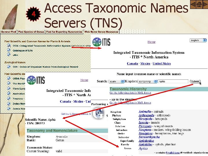 4 Access Taxonomic Names Servers (TNS) 