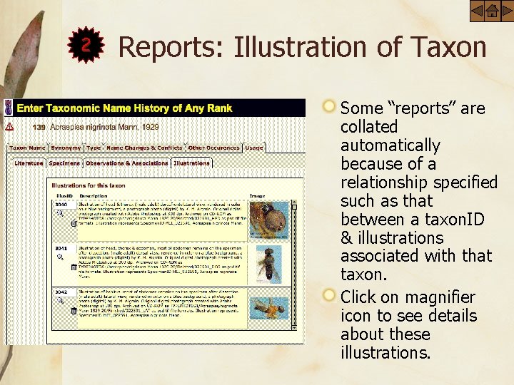 2 Reports: Illustration of Taxon Some “reports” are collated automatically because of a relationship