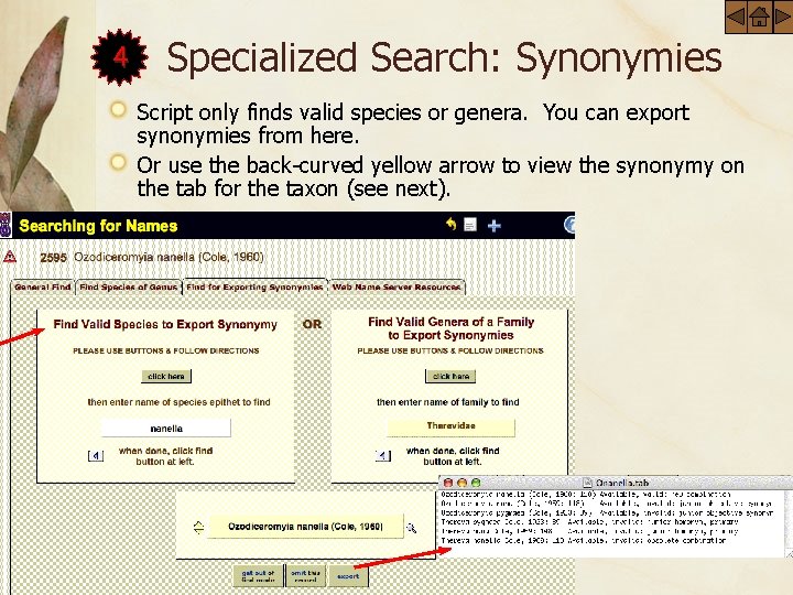 4 Specialized Search: Synonymies Script only finds valid species or genera. You can export