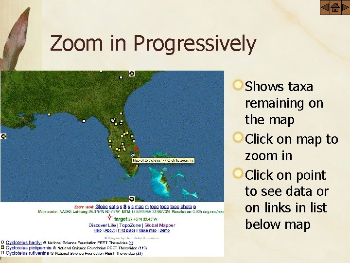 Zoom in Progressively Shows taxa remaining on the map Click on map to zoom