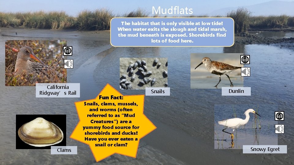 Mudflats The habitat that is only visible at low tide! When water exits the