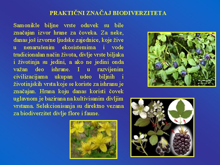 PRAKTIČNI ZNAČAJ BIODIVERZITETA Samonikle biljne vrste oduvek su bile značajan izvor hrane za čoveka.