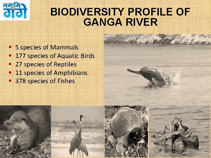 BIODIVERSITY PROFILE OF GANGA RIVER § § § 5 species of Mammals 177 species