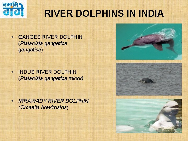 RIVER DOLPHINS IN INDIA • GANGES RIVER DOLPHIN (Platanista gangetica) • INDUS RIVER DOLPHIN