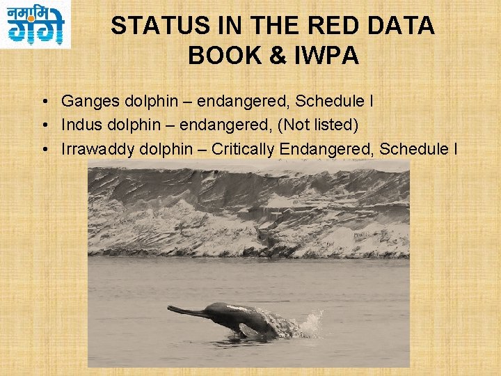 STATUS IN THE RED DATA BOOK & IWPA • Ganges dolphin – endangered, Schedule