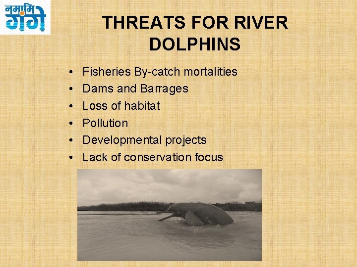 THREATS FOR RIVER DOLPHINS • • • Fisheries By-catch mortalities Dams and Barrages Loss