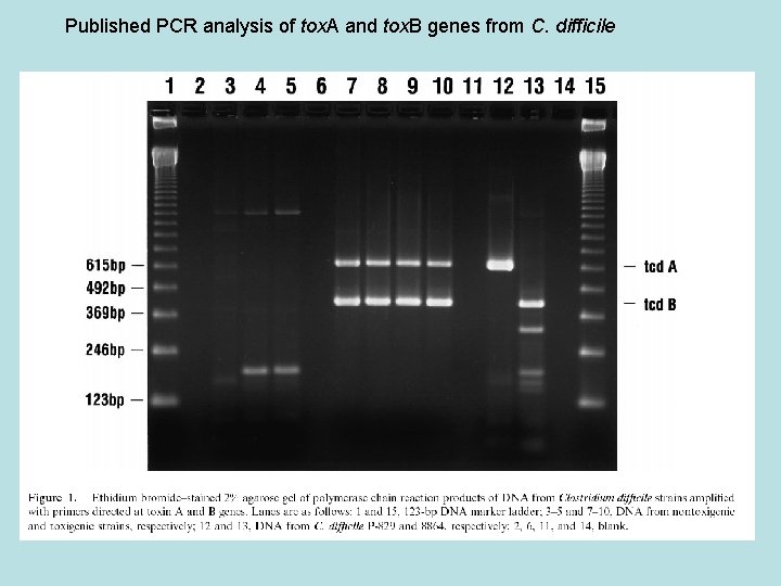 Published PCR analysis of tox. A and tox. B genes from C. difficile 