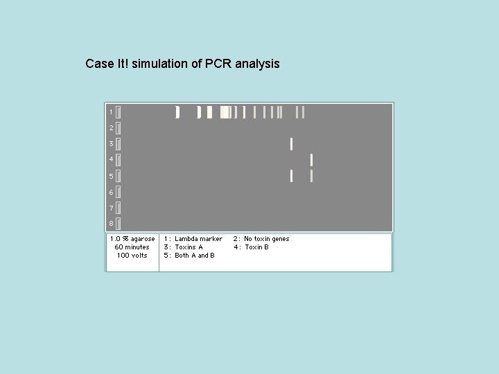 Case It! simulation of PCR analysis 