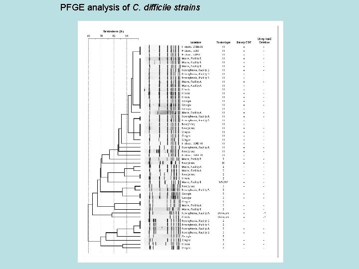 PFGE analysis of C. difficile strains 