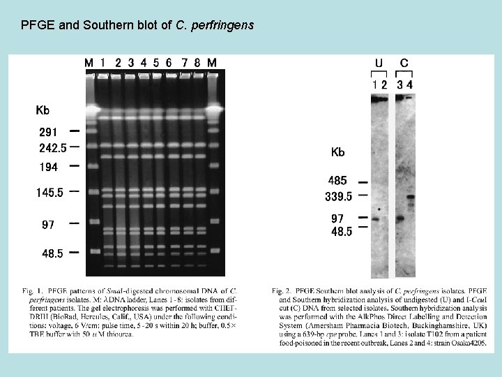 PFGE and Southern blot of C. perfringens 