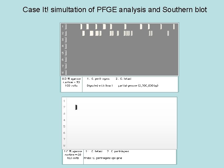 Case It! simultation of PFGE analysis and Southern blot 
