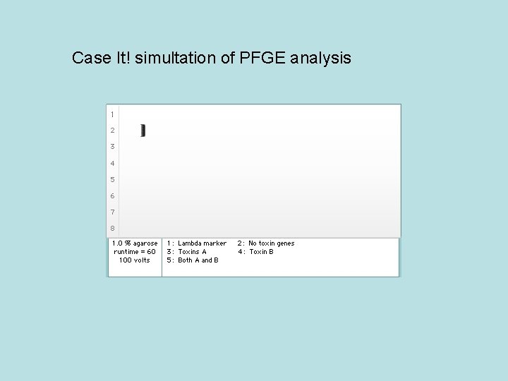 Case It! simultation of PFGE analysis 