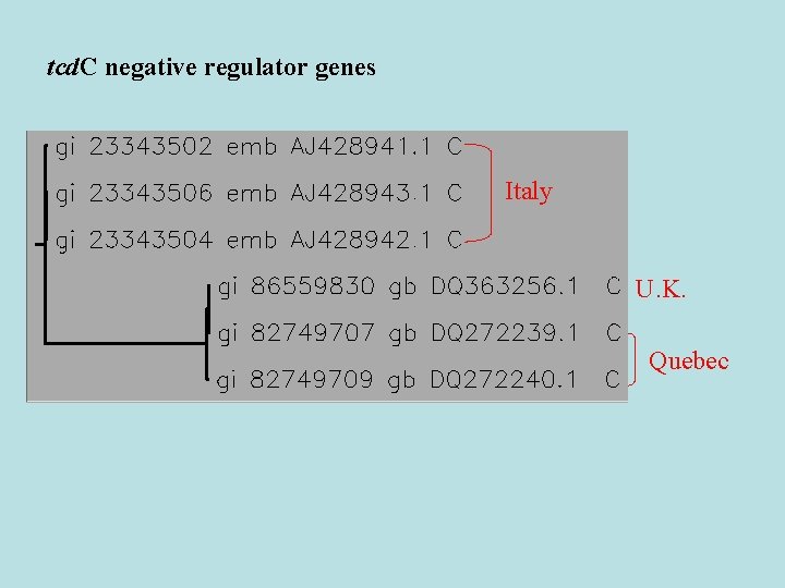 tcd. C negative regulator genes Italy U. K. Quebec 