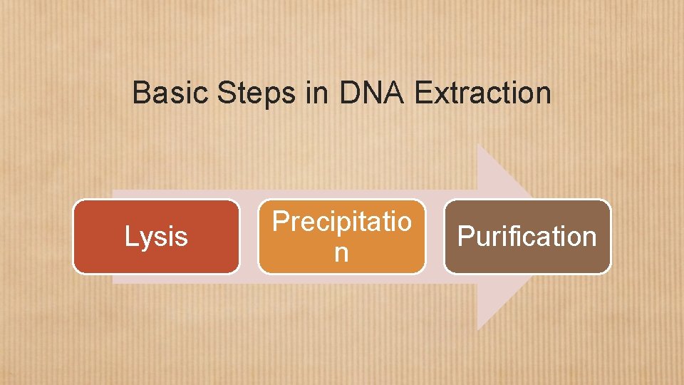 Basic Steps in DNA Extraction Lysis Precipitatio n Purification 