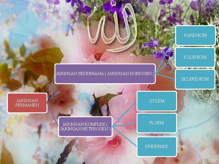 PARENKIM KOLENKIM JARINGAN SEDERHANA ( JARINGAN HOMOGEN ) SKLERENKIM JARINGAN PERMANEN XYLEM JARINGAN KOMPLEK