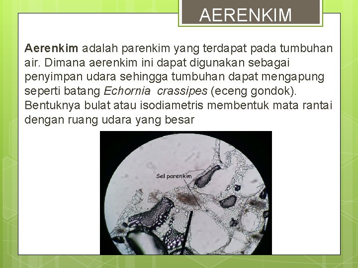 AERENKIM Aerenkim adalah parenkim yang terdapat pada tumbuhan air. Dimana aerenkim ini dapat digunakan