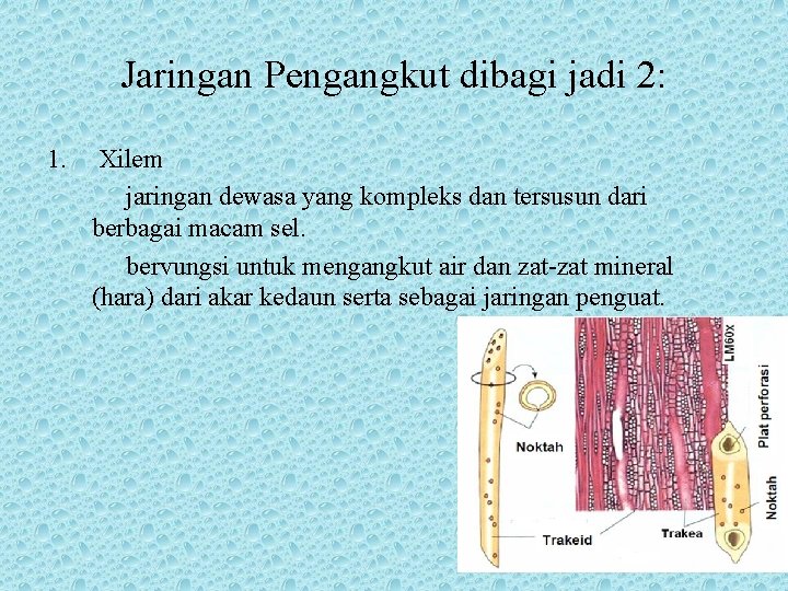 Jaringan Pengangkut dibagi jadi 2: 1. Xilem jaringan dewasa yang kompleks dan tersusun dari