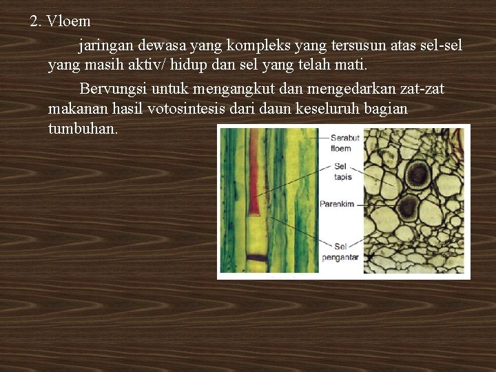 2. Vloem jaringan dewasa yang kompleks yang tersusun atas sel-sel yang masih aktiv/ hidup 2. Vloem jaringan dewasa yang kompleks yang tersusun atas sel-sel yang masih aktiv/ hidup