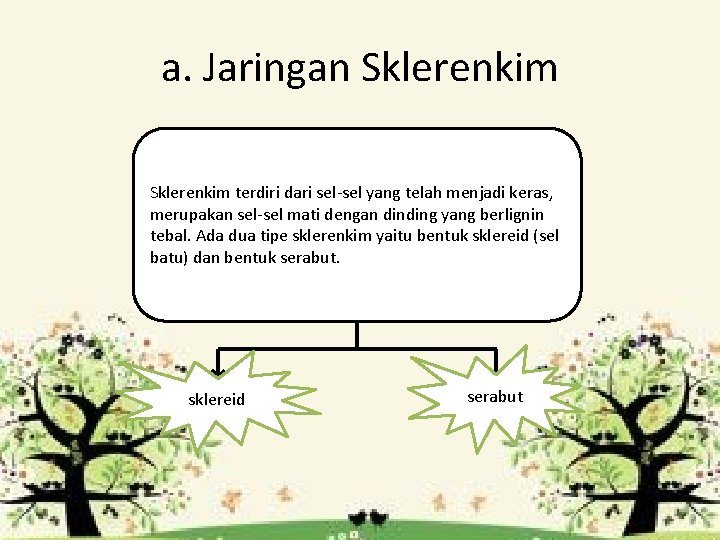 a. Jaringan Sklerenkim terdiri dari sel-sel yang telah menjadi keras, merupakan sel-sel mati dengan