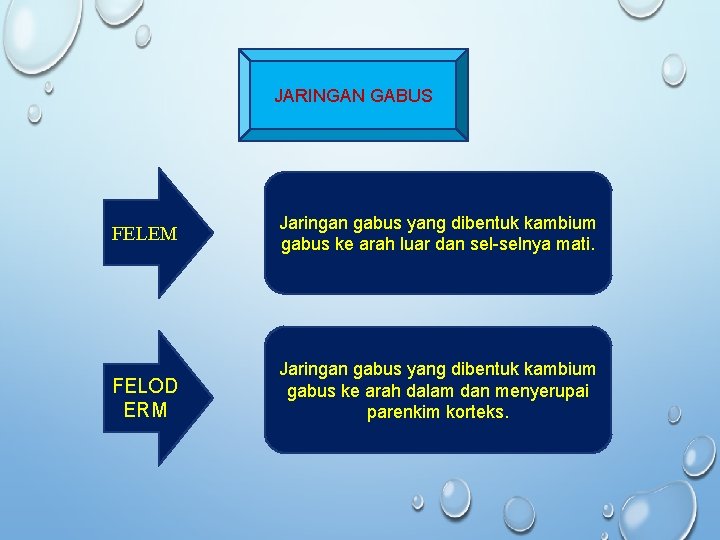 JARINGAN GABUS FELEM Jaringan gabus yang dibentuk kambium gabus ke arah luar dan sel-selnya JARINGAN GABUS FELEM Jaringan gabus yang dibentuk kambium gabus ke arah luar dan sel-selnya