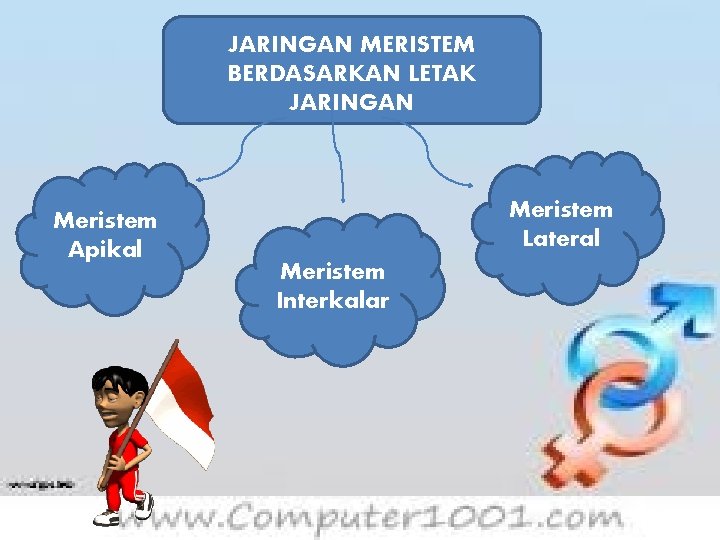 JARINGAN MERISTEM BERDASARKAN LETAK JARINGAN Meristem Apikal Meristem Lateral Meristem Interkalar 