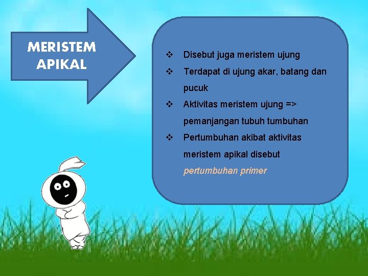 MERISTEM APIKAL v Disebut juga meristem ujung v Terdapat di ujung akar, batang dan