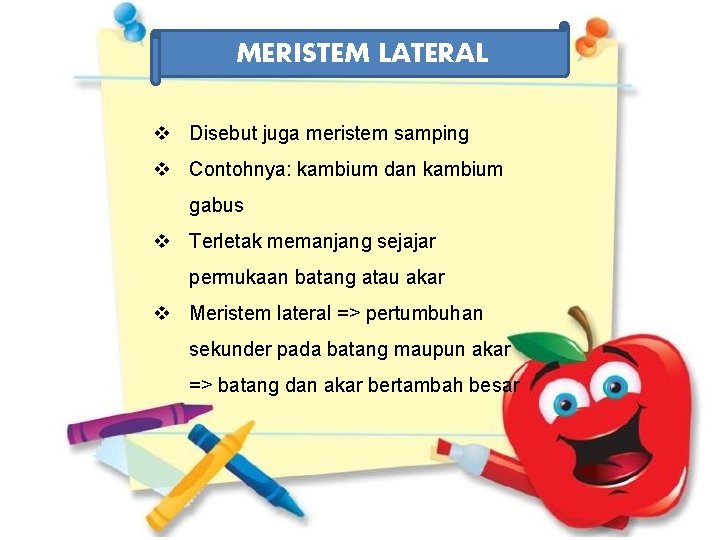 MERISTEM LATERAL v Disebut juga meristem samping v Contohnya: kambium dan kambium gabus v