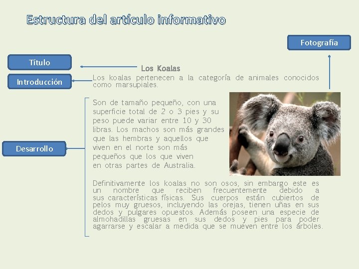 Estructura del artículo informativo Fotografía Título Introducción Desarrollo Los Koalas Los koalas pertenecen a