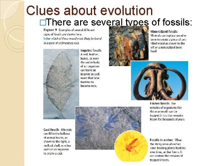 Clues about evolution �There are several types of fossils: 