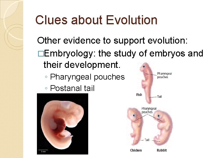Clues about Evolution Other evidence to support evolution: �Embryology: the study of embryos and