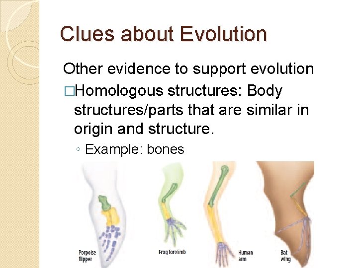 Clues about Evolution Other evidence to support evolution �Homologous structures: Body structures/parts that are