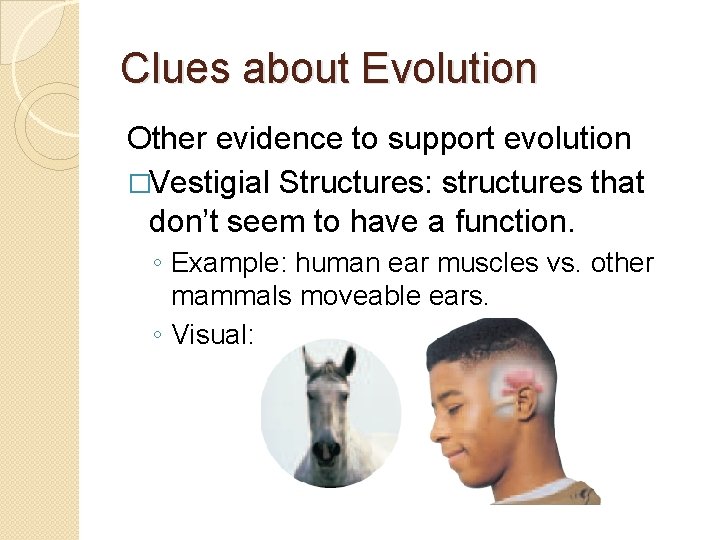 Clues about Evolution Other evidence to support evolution �Vestigial Structures: structures that don’t seem