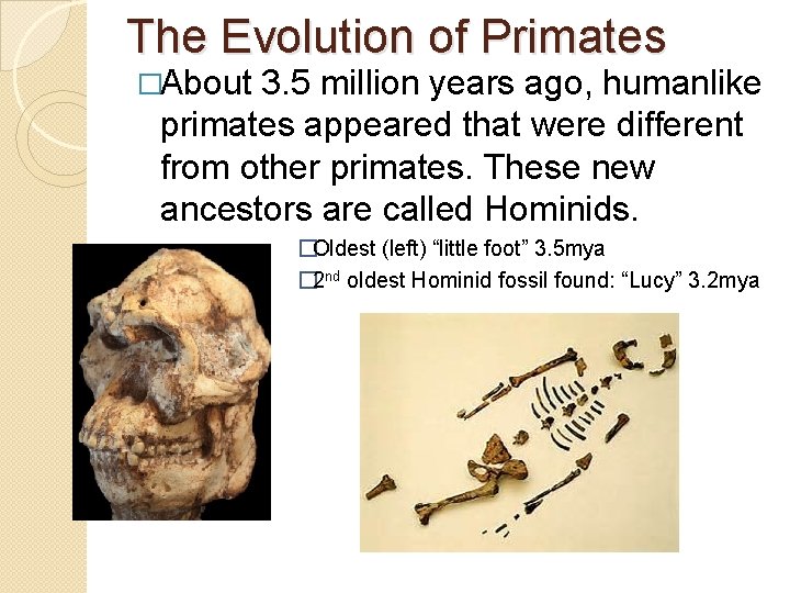 The Evolution of Primates �About 3. 5 million years ago, humanlike primates appeared that