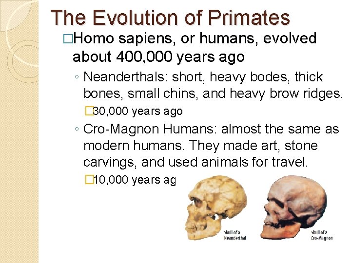 The Evolution of Primates �Homo sapiens, or humans, evolved about 400, 000 years ago