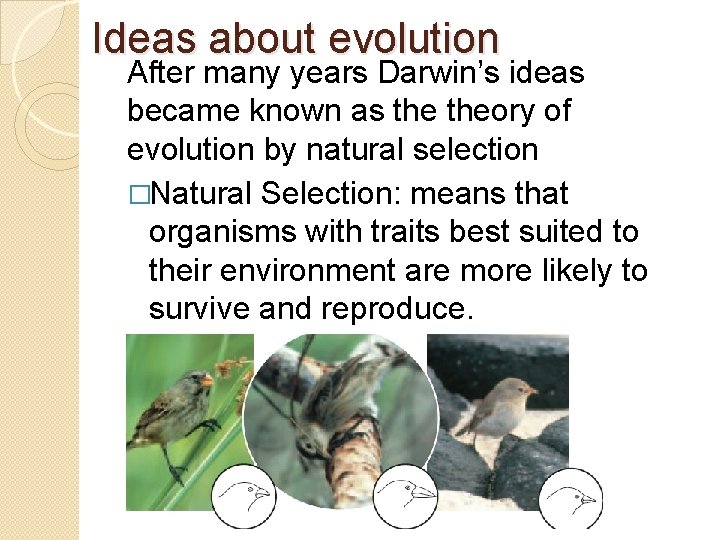 Ideas about evolution After many years Darwin’s ideas became known as theory of evolution