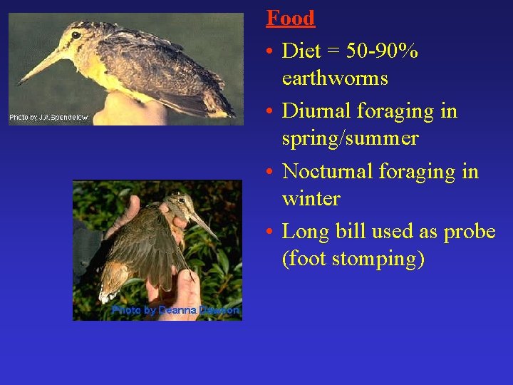 Food • Diet = 50 -90% earthworms • Diurnal foraging in spring/summer • Nocturnal