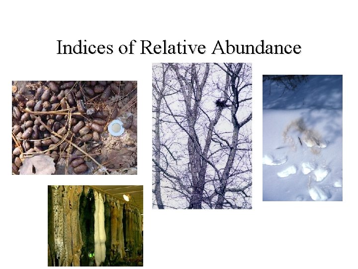 Indices of Relative Abundance 