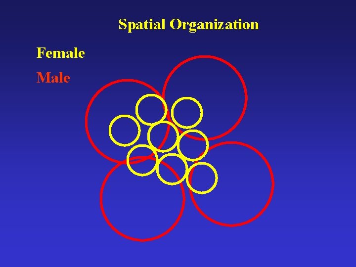 Spatial Organization Female Male 