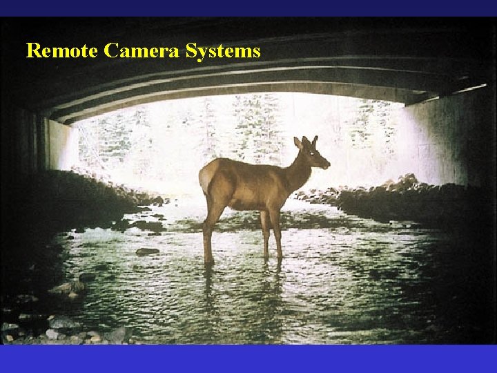 Remote Camera Systems 