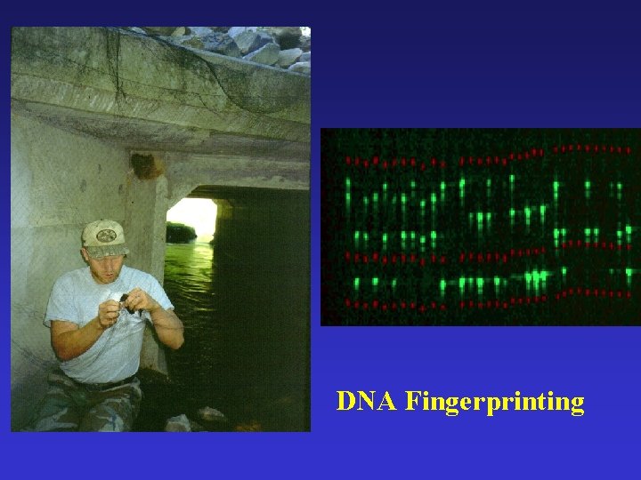 DNA Fingerprinting 