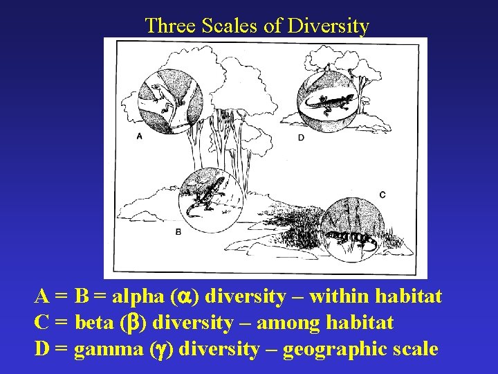 Three Scales of Diversity A = B = alpha ( ) diversity – within